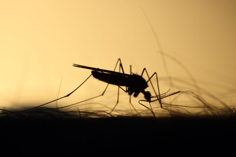 Nadzieja w badaniach nad szczepionką przeciwko malarii